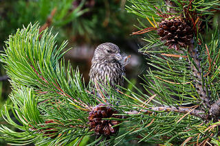 Juvinile Red Crossbill with Seed