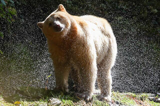 Drying Off