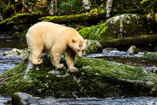 Laaya Hunting Salmon on a Rock