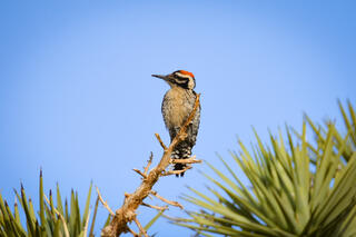 Ladder-backed Woodpecker