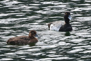 Lesser Scaups