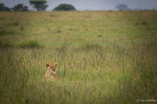 Lioness in the Grass