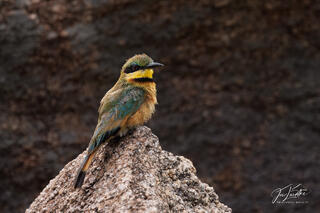 Little Bee-eater