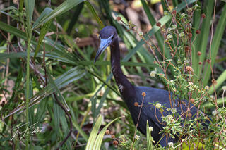 Little Blue Heron