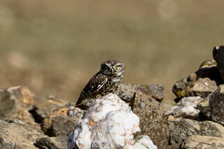 Little Owl on a Rock Pile