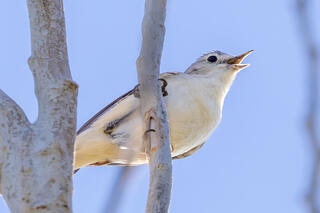 Lucy's Warbler