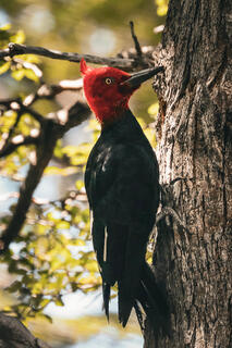 Magellanic Woodpecker in Chile