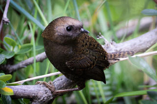 Magellenic Tapaculo - Female