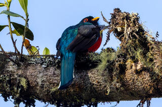 Masked Trogon
