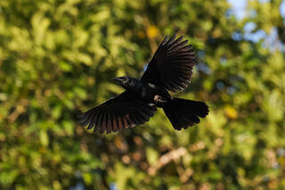 Melodious Blackbird