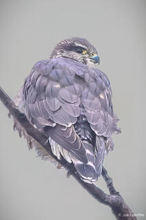 Merlin