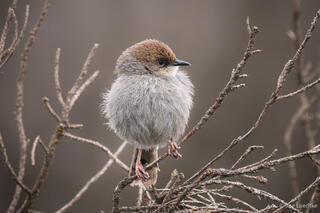 Moorland Chat