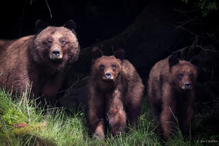 Mother and Her Adolescent Cubs