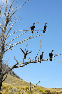 Neotropical Cormorants