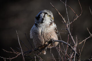 Northern Hawk Owl Calling