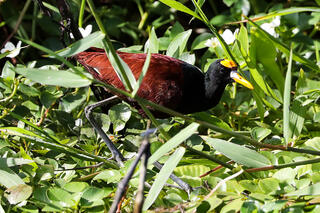 Northern Jacana Picking Its Way Through A Tropical Marsh