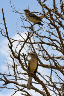 Northern Mockingbirds