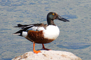Northern Shoveler