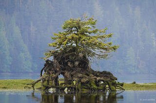 Nurse Tree in the Estuary