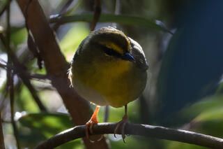 Pale Legged Warbler