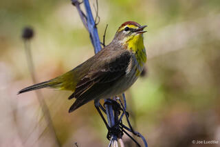 Palm Warbler
