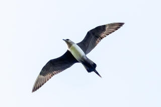 Skuas and Jaegers