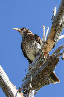 Pearly-eyed Thrasher