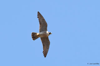 Peregrine Falcon