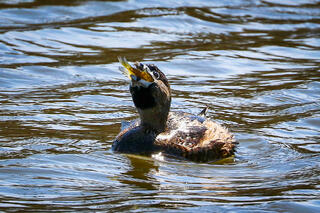 Pied Grebe with a a Fishy Meal
