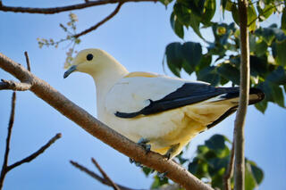 Pied Imperial Pigeon