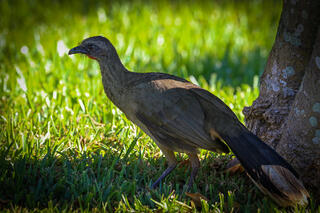Chachalaca, Guans, and Curassows