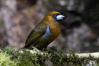 Prong-billed Barbet