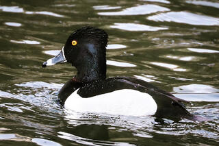 Ring-necked Duck