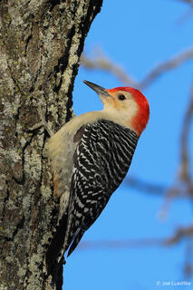 Red-bellied Woodpecker
