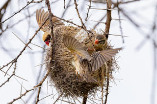 Red-billed Quelea