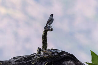 Red-crested Cotinga