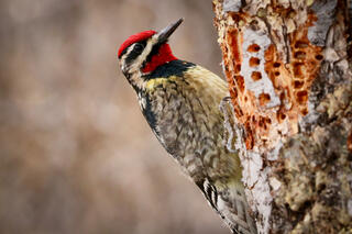 Red-naped Sapsucker
