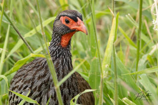 Red-necked Spurfowl