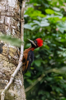 Red-necked Woodpecker