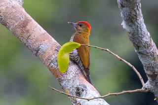 Red-stained Woodpecker