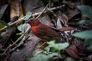 Red-throated Ant-Tanager