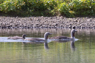 Red-throated Loons