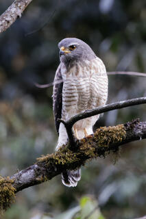 Roadside Hawk