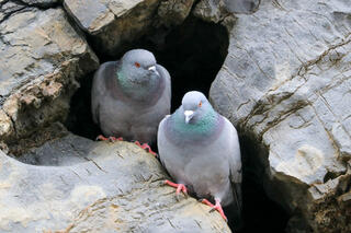Rock Pigeon