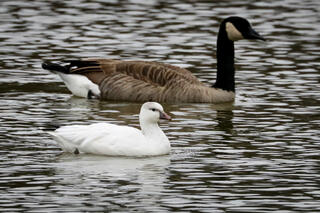 Ross's Goose