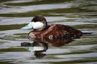 Ruddy Duck