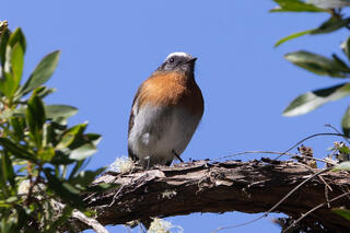 Rufous-breasted Chat-Tyrant