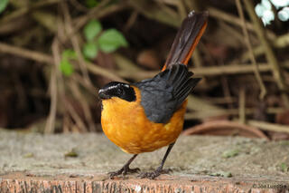 Rüppell's Robin-Chat
