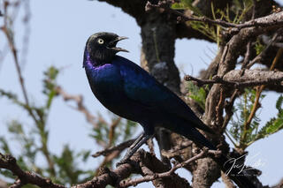 Rüppell's Starling