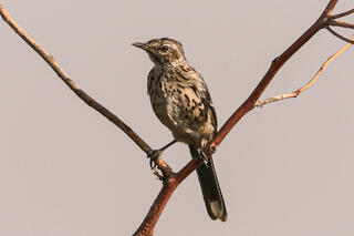 Sage Thrasher